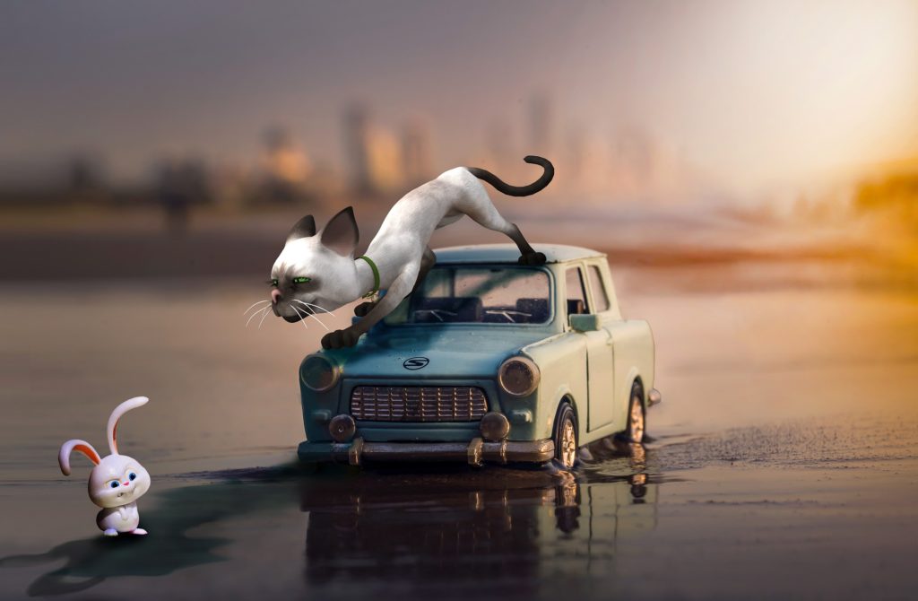 chat sur une voiture