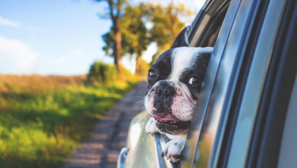 chienvoiture chien en voiture