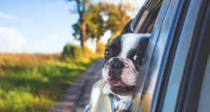 Covoiturage et animaux de compagnie : le mode d’emploi chien en voiture